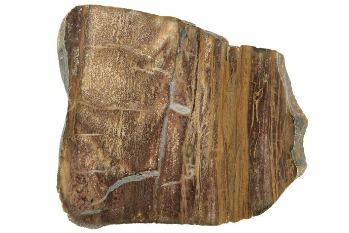 Polished Petrified Tropical Hardwood Slab - Texas #236505